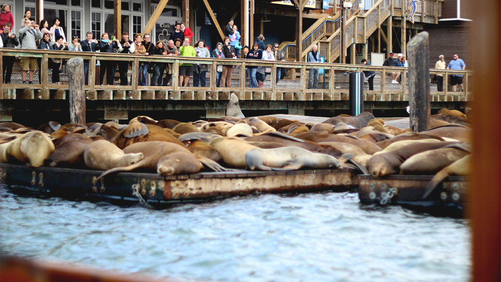 san_francisco_sea_lions